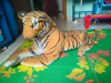 Tiger Doll